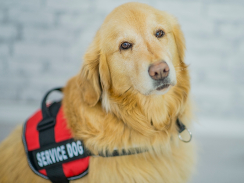 Golden Retriever wearing a service animal vest